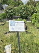 薬用植物園の植物