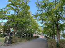 銀杏の木