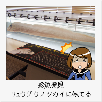 テンガイハタ